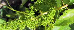 K�p�nk illusztr�ci�, Forr�s: gardengates.info