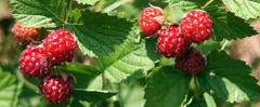 K�p�nk illusztr�ci�. Forr�s: drowningcreekhomestead.com