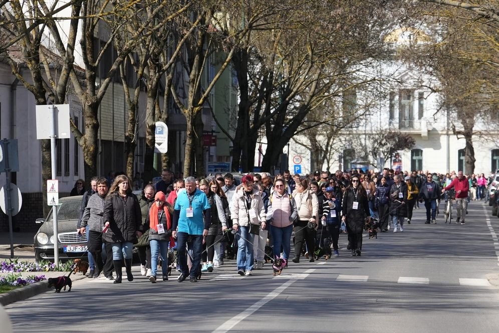 Tacskótalálkozó – kutyás felvonulás