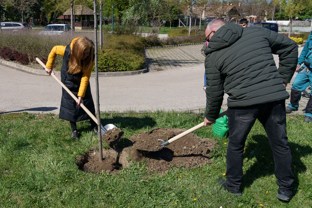 Fát ültettek Gyulán a roma kultúra világnapján
