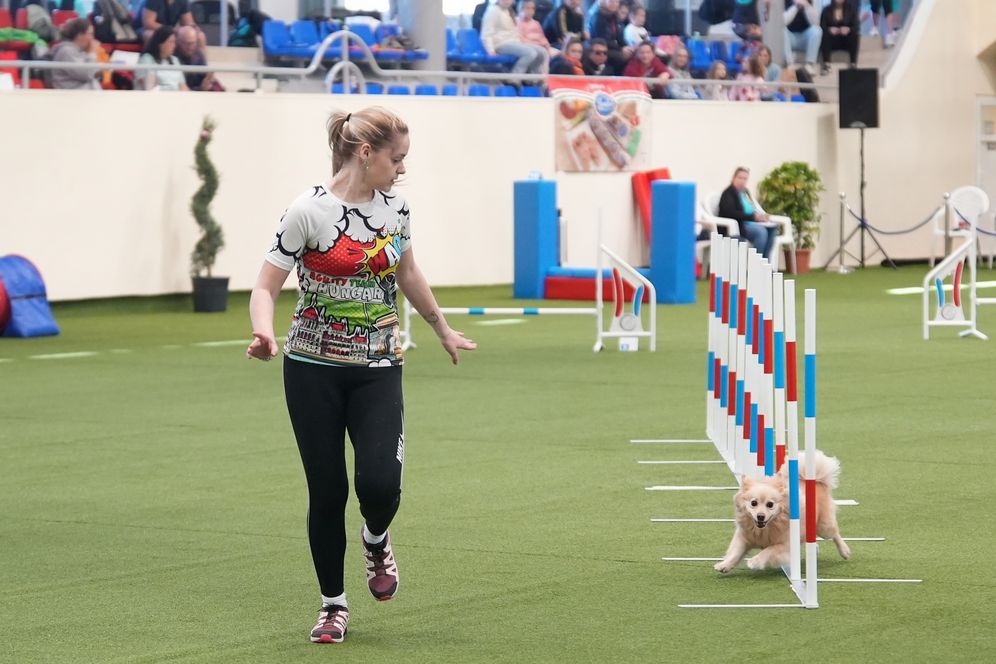 XXX. Medivid Agility Kupa és XXI. ParAgility Kupa