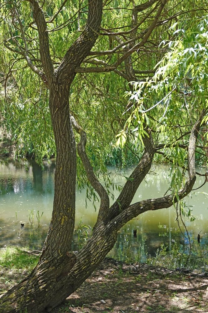 Zöldbe borult Gyulán az Élővíz-csatorna 