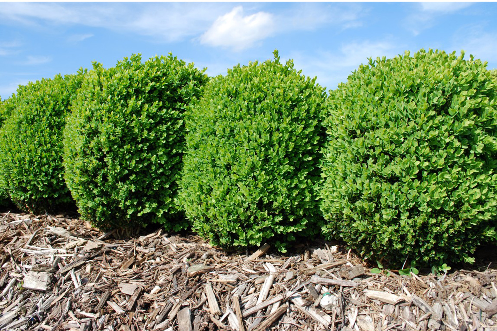 ____Eredeti-Buxus_mansfields.net.au.jpg